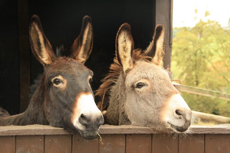 Donkey czy… ass?
